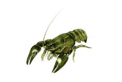 Amerikas signālvēzis